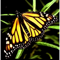 Monarch Butterfly (Milkweed) Danaus plexippus 5 pupae Monarch Butterfly (Milkweed) Danaus plexippus 5 pupae